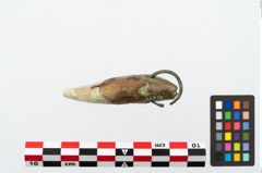 Foto von Bärenzahnanhänger (NHMW-PRAE-025355)